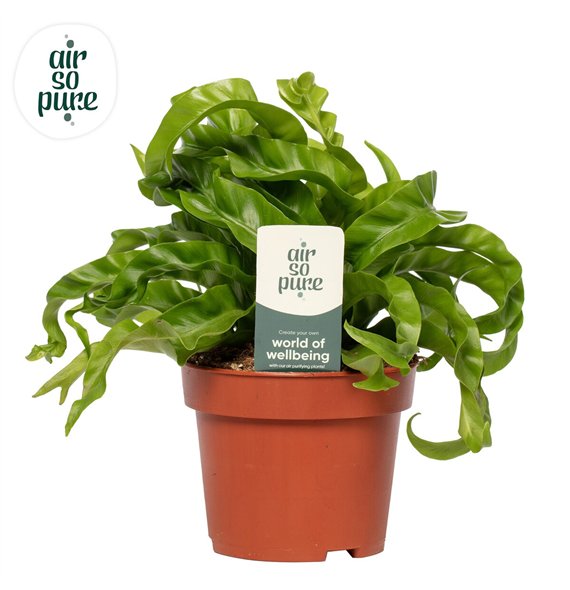 Asplenium antiquum hurricane Hurricane - Air So Pure 30cm 12cm Q411