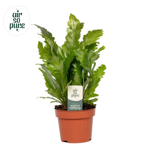 Asplenium nidus campio Campio - Air So Pure 30cm 12cm Q412