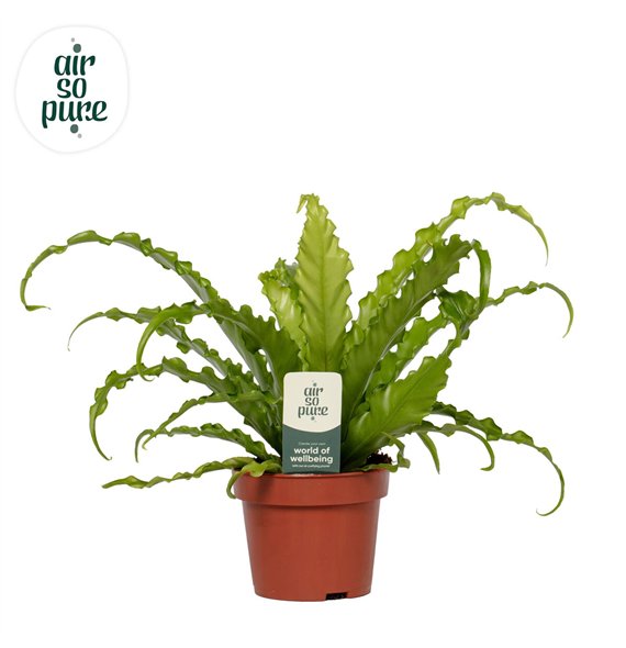 Asplenium antiquum osaka Osaka - Air So Pure 35cm 12cm Q414