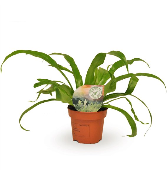 Asplenium antiquum 30cm 12cm Q419