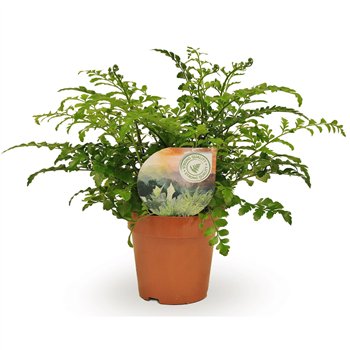 Asplenium parvati 35cm 12cm Q422