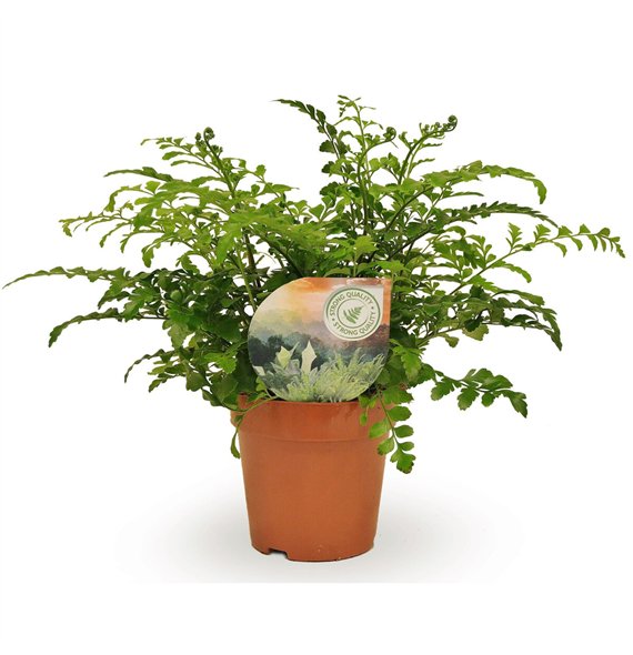 Asplenium parvati 35cm 12cm Q422