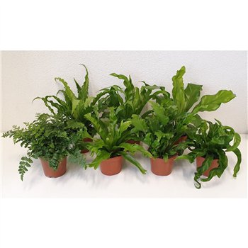 Asplenium mix 40cm 12cm Q423