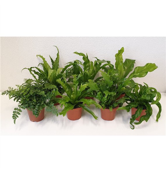 Asplenium mix 40cm 12cm Q423