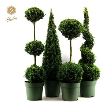 Buxus sempervirens mix semp  Special Models XXL Mix Shelf P27cm diameter 95cm 27cm Q688