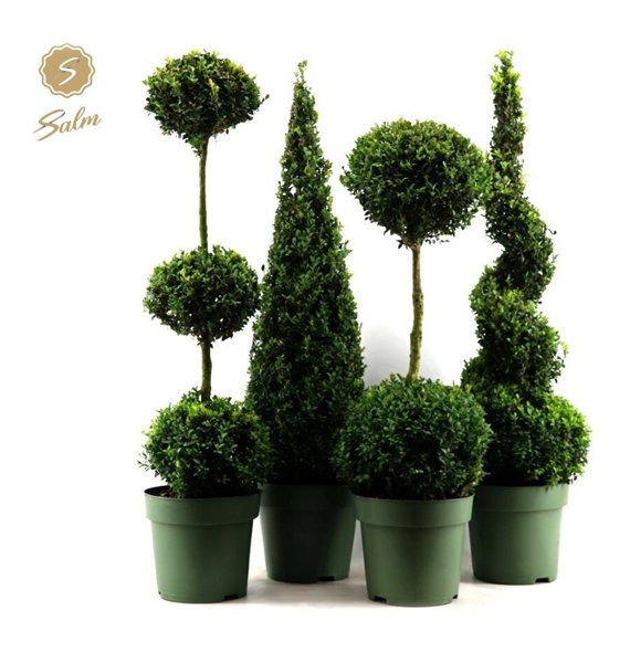 Buxus sempervirens mix semp  Special Models XXL Mix Shelf P27cm diameter 95cm 27cm Q688