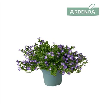 Campanula adansa purple Adansa Purple 14 cm 1 pp 750 fl 22cm 14cm Q984
