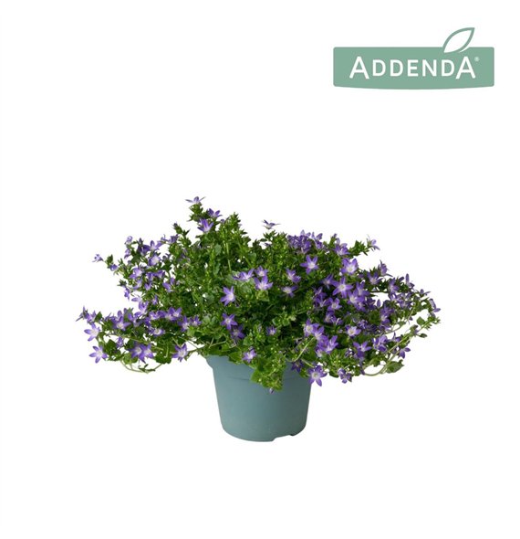 Campanula adansa purple Adansa Purple 14 cm 1 pp 750 fl 22cm 14cm Q984