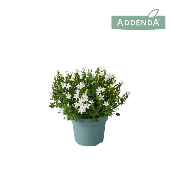 Campanula port  ambella white Ambella Intense White 14 cm 1 pp 750 fl 22cm 14cm Q986