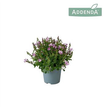 Campanula ambella pink Ambella Pink 10 5 cm 1 pp 750 fl 17cm 10.5cm Q989