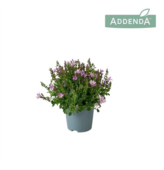 Campanula ambella pink Ambella Pink 10 5 cm 1 pp 750 fl 17cm 10.5cm Q989