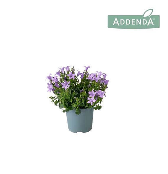 Campanula port  ambella lavender Ambella Lavender 10 5 cm 1 pp 750 fl 17cm 10.5cm Q997