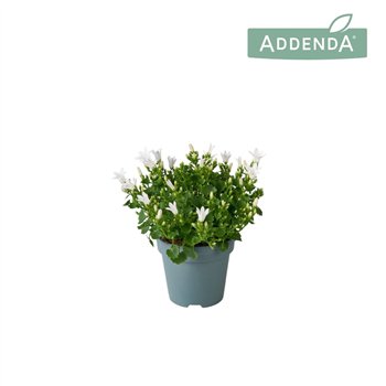 Campanula port  ambella white Ambella Intense White 10 5 cm 1 pp 750 fl 17cm 10.5cm Q1004