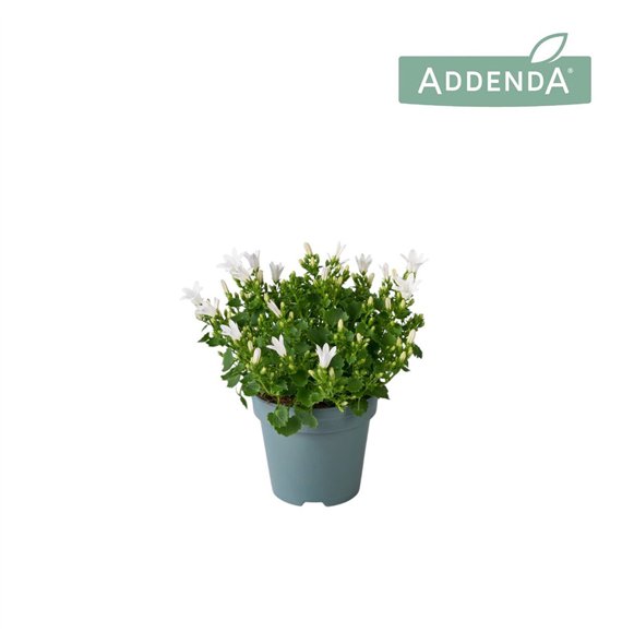 Campanula port  ambella white Ambella Intense White 10 5 cm 1 pp 750 fl 17cm 10.5cm Q1004