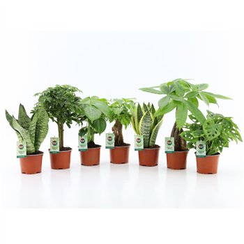 Miks lončnic Easy to Care Mix 1 pp 35cm 12cm Q1056