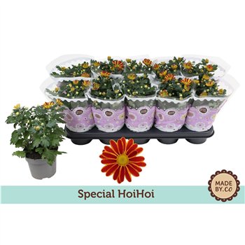 Krizantema ind  hoihoi Chrysant Special HoiHoi3 pp 25cm 12cm Q1090