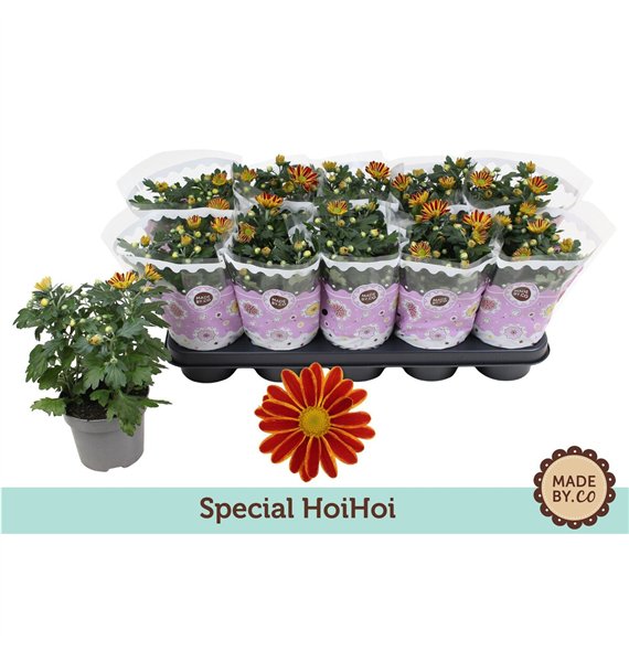 Krizantema ind  hoihoi Chrysant Special HoiHoi3 pp 25cm 12cm Q1090