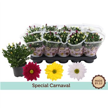 Krizantema ind  mix Chrysant Carnaval3 pp 25cm 12cm Q1091