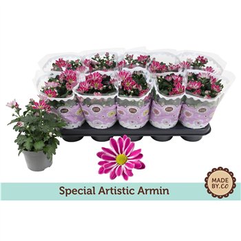Krizantema ind  artistic armin Chrysant Special Artistic Arminpp 25cm 12cm Q1093