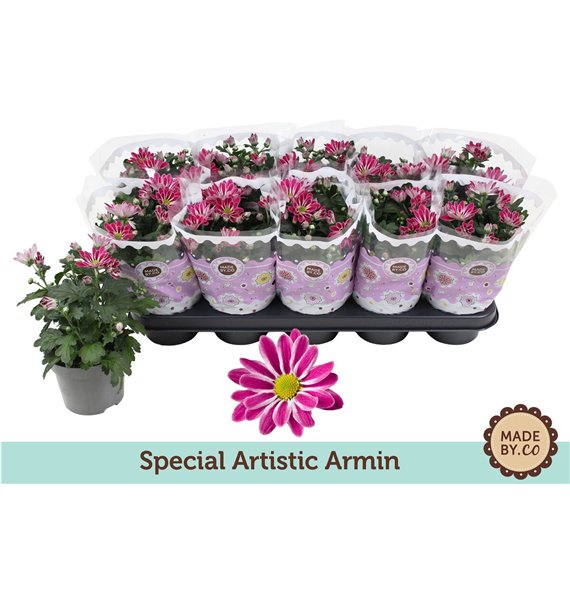 Krizantema ind  artistic armin Chrysant Special Artistic Arminpp 25cm 12cm Q1093