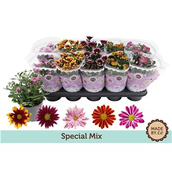 Krizantema ind  tweekleurige mix Chrysant Special Mix3 pp 25cm 12cm Q1100