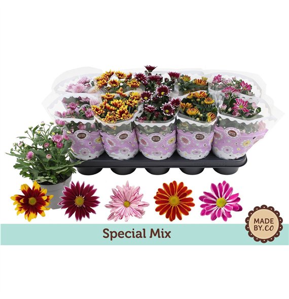Krizantema ind  tweekleurige mix Chrysant Special Mix3 pp 25cm 12cm Q1100