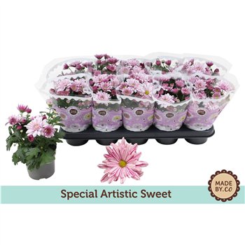 Krizantema artistic rosy Chrysant Special Artistic Sweet3 pp 25cm 12cm Q1101