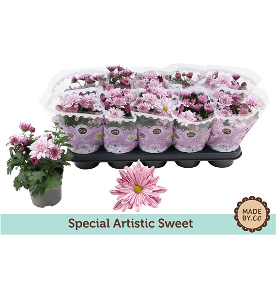 Krizantema artistic rosy Chrysant Special Artistic Sweet3 pp 25cm 12cm Q1101