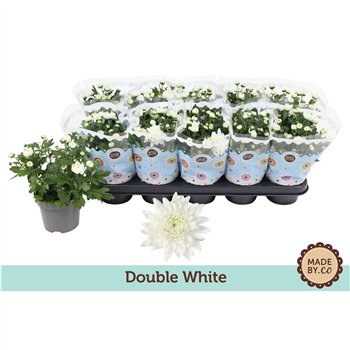 Krizantema ind  mount gerlach Chrysant Double White3 pp 25cm 12cm Q1102