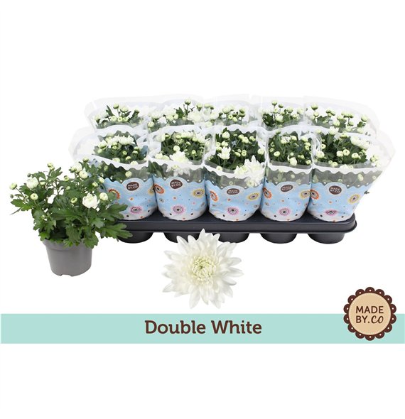 Krizantema ind  mount gerlach Chrysant Double White3 pp 25cm 12cm Q1102