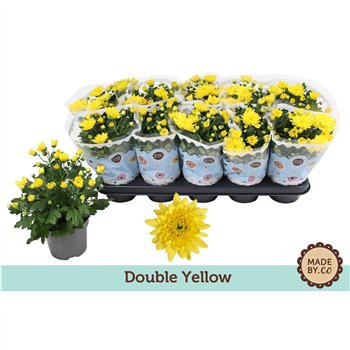 Krizantema ind  mount carmel Chrysant Double Yellow3 pp 25cm 12cm Q1103