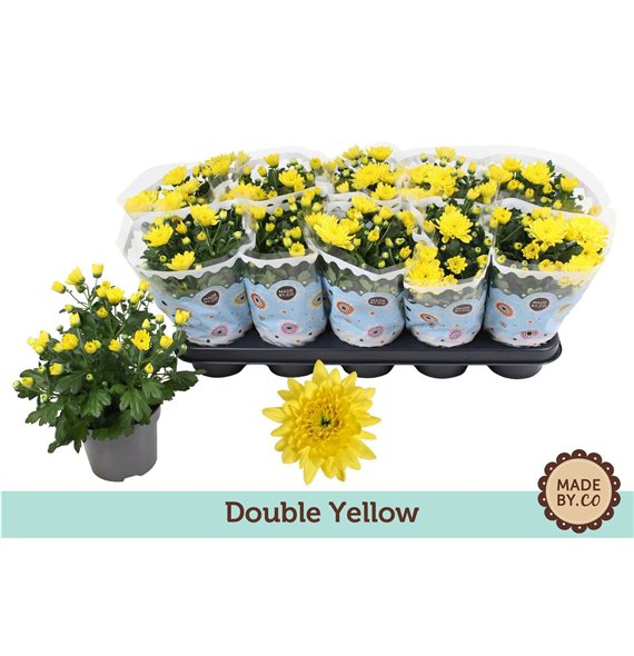 Krizantema ind  mount carmel Chrysant Double Yellow3 pp 25cm 12cm Q1103