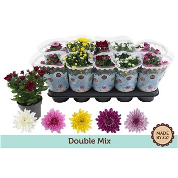 Krizantema ind  gevuldbloemig mix Chrysant Double Mix3 pp 25cm 12cm Q1106