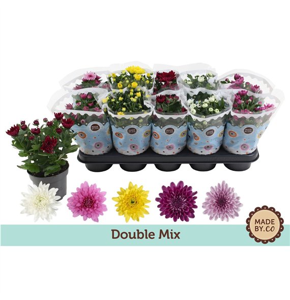 Krizantema ind  gevuldbloemig mix Chrysant Double Mix3 pp 25cm 12cm Q1106