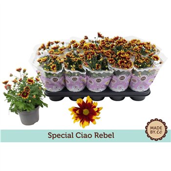 Krizantema ind  ciao rebel Chrysant Special Ciao Rebel3 pp 25cm 12cm Q1110