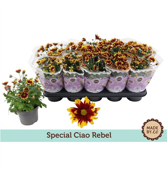 Krizantema ind  ciao rebel Chrysant Special Ciao Rebel3 pp 25cm 12cm Q1110