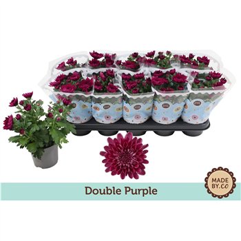 Krizantema ind  mount aubisque purple Chrysant Double Purple3 pp 25cm 12cm Q1117