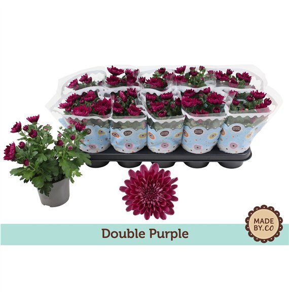 Krizantema ind  mount aubisque purple Chrysant Double Purple3 pp 25cm 12cm Q1117