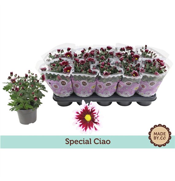 Chrysant ciao indicum Special Ciao3 pp 25cm 12cm Q1127