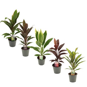 Cordyline fruticosa mix Mix 12 cm 1 pp 40cm 12cm Q1181