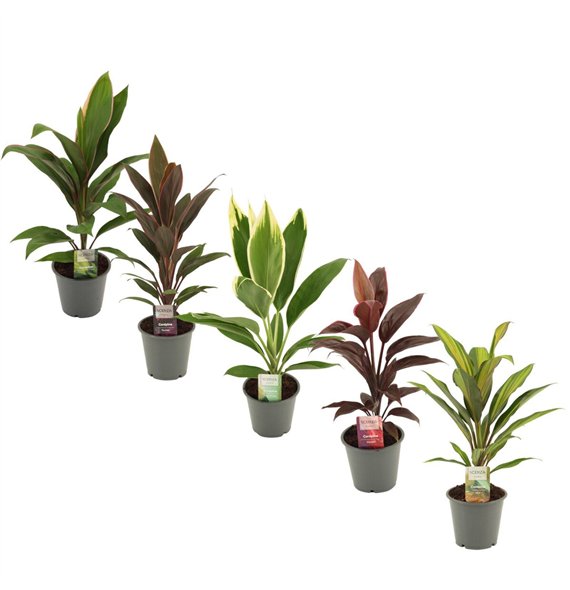 Cordyline fruticosa mix Mix 12 cm 1 pp 40cm 12cm Q1181