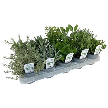 Tuinkruiden mix Italiaanse tuinkruiden mixed P12 30cm 12cm Q1838