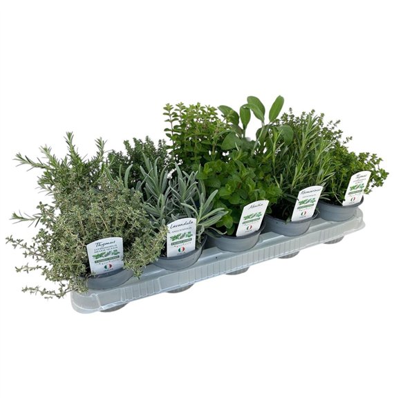 Tuinkruiden mix Italiaanse tuinkruiden mixed P12 30cm 12cm Q1838