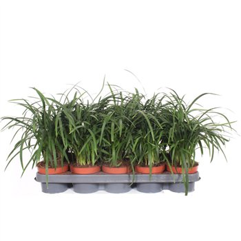 Liriope spicata spicata3 pp 30cm 12cm Q1879