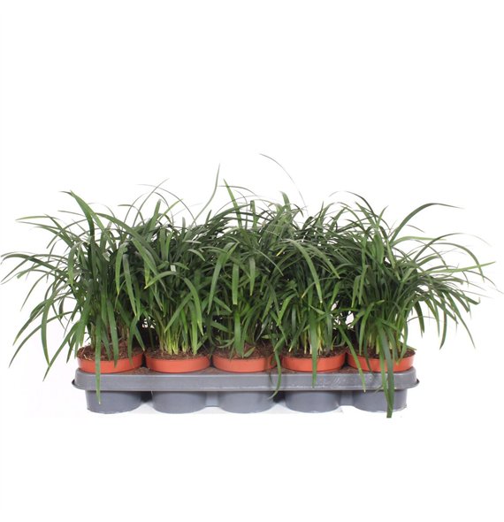 Liriope spicata spicata3 pp 30cm 12cm Q1879