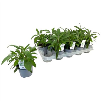 Salvia officinalis P12 25cm 12cm Q1888