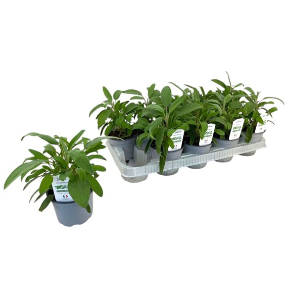 Salvia officinalis P12 25cm 12cm Q1888