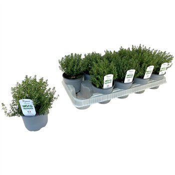 Thymus vulgaris faustini P12 25cm 12cm Q1903
