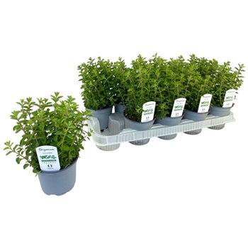Origanum vulgare P12 20cm 12cm Q1904