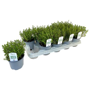 Thymus citriodorus P12 20cm 12cm Q1932